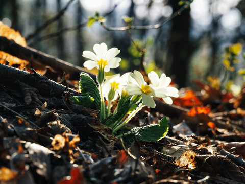 Wild primroses blooming in spring forest