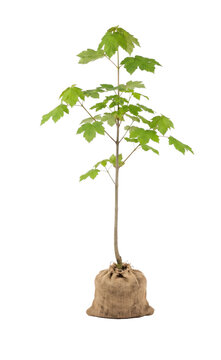 Young maple tree sapling with burlap-wrapped root ball on transparent background