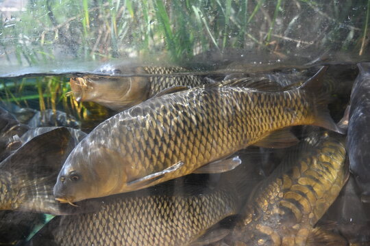 Close Up Side View of Fish Swimming Behind Aquarium Glass Showing Detailed Scales