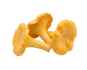 Golden chanterelle mushrooms on transparent background © Vova7