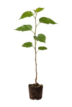 Young mulberry sapling with visible root ball on transparent background