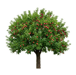 Mature apple tree laden with ripe red fruit on transparent background © Vova7