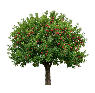 Mature apple tree laden with ripe red fruit on transparent background