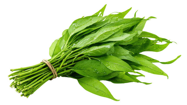 Bunch Of Fresh Green Spinach Leaves With Stems Organic Raw Leafy Vegetable Healthy Salad Closeup Studio Photo Isolated On White Background