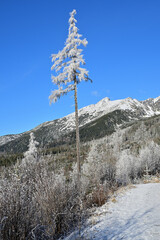 Isolated tall tree covered in ice, with mountains and forests in the background © Pavol Klimek