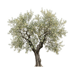 Fototapeta premium Mature olive tree with delicate white blossoms on transparent background