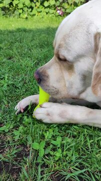 A yellow Labrador is lying on the green grass and gnawing on a bright yellow toy in the sunlight. It&rsquo;s perfect for advertising pet products, veterinary campaigns, or content about life in nature.