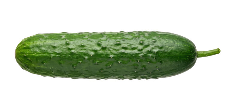 Fresh green bumpy cucumber with water droplets on transparent background