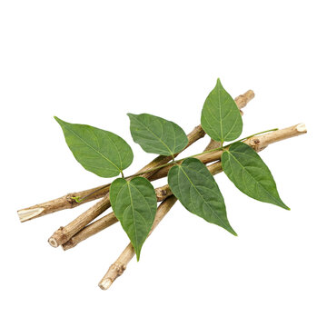 A bundle of woody brown twigs with fresh green leaves attached together isolated on a transparent background