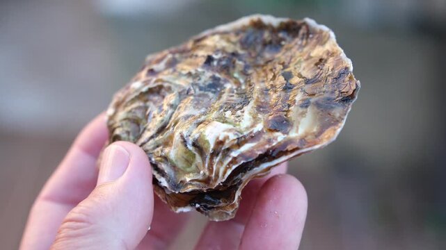 Textured, closed, and heavy oyster in hand. Tightly sealed edge. Oyster farming industry. Minimal. Shallow depth of field.