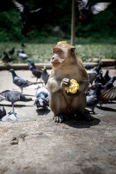 Close-up of a wild macaque monkey sitting and eating fresh corn outdoors