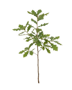 Young oak sapling with green lobed leaves on transparent background