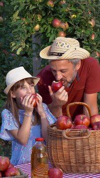 Blue-Eyed Girl and Farmer Father Enjoying Fresh Apples Together. Father and daughter taste freshly picked fruit during the September harvest in warm afternoon sunlight.