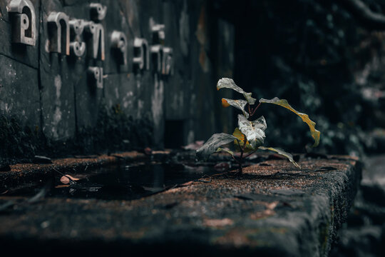 Close-up of a small plant sprouting from a weathered dark stone fountain in Thailand