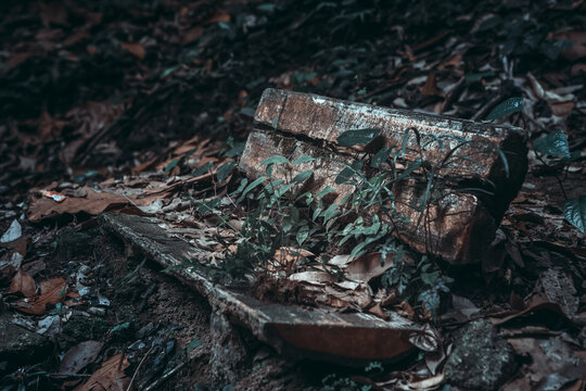 Abandoned wooden bench covered with moss and young green sprouts in a dark jungle forest