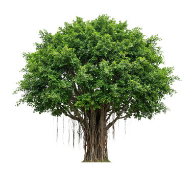 Large banyan tree with aerial roots on transparent background