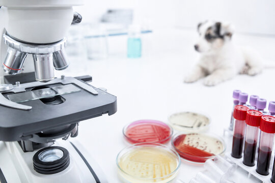 Microscope with blood test tubes and petri dishes in veterinary laboratory. Cute small dog sitting on table in background. Pet health check, medical research and animal diagnostics concept.