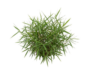 Lush green bamboo grass clump on transparent background © Vova7