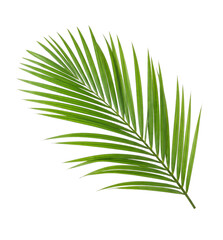A vibrant green palm frond with delicate leaves on transparent background © Vova7
