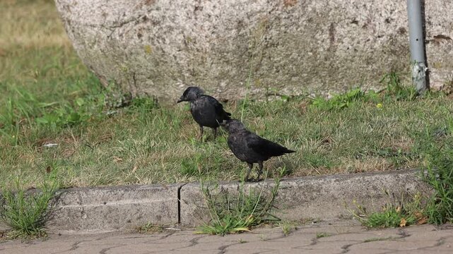 Two Western Jackdaws Resting and Preening Together on Ground Beside Grass