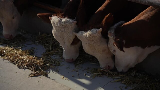 Group of brown and white cows eating dry grass feed