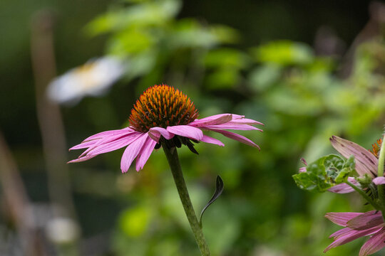 Closeup of a purple coneflower 