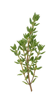 Fresh sprigs of thyme herb on transparent background