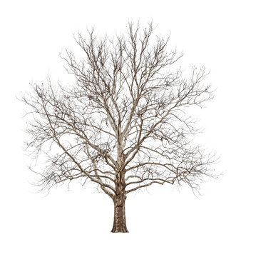 Large bare deciduous tree with intricate branches on transparent background