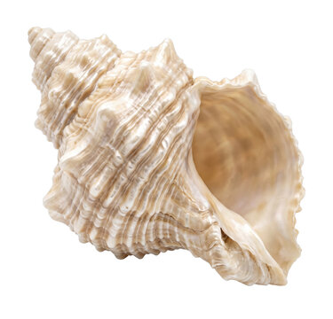 Detailed view of a textured seashell spiral on transparent background