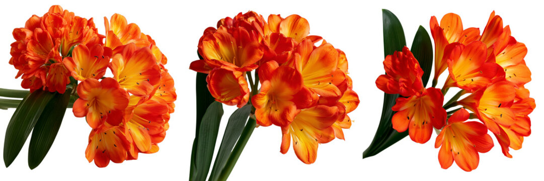Set of Vibrant Orange Clivia Miniata Flowers with Green Leaves transparent PNG background. Ai generated
