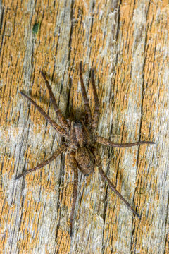 Brown wolf spider on weathered wood, Daurian wolf spider close-up macro shot.