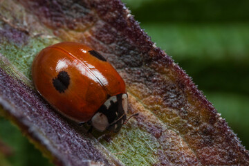 Vibrant Adalia bipunctata ladybug on textured leaf, charming guardian of garden ecosystems. © AlMacro
