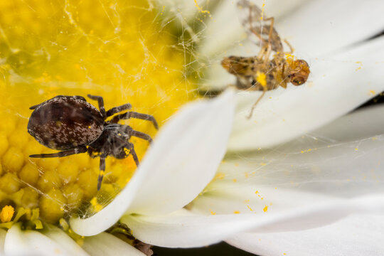 Dynamic Misumena vatia crab spider on daisy, stealthy flower ambush predator in wild nature.