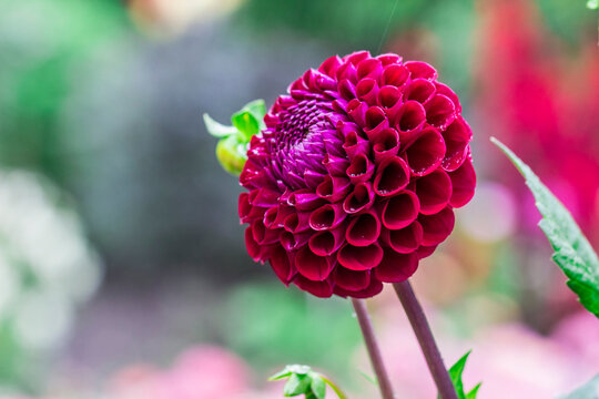 Deep red pompon dahlia with velvety texture: Dahlia pinnata or garden dahlia in striking macro shot