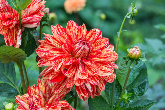 Fiery red and cream Babylon Flamed dahlia: Dahlia pinnata or Arlequin dahlia in rich macro detail