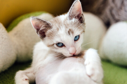 Kitten Grooming Herself
