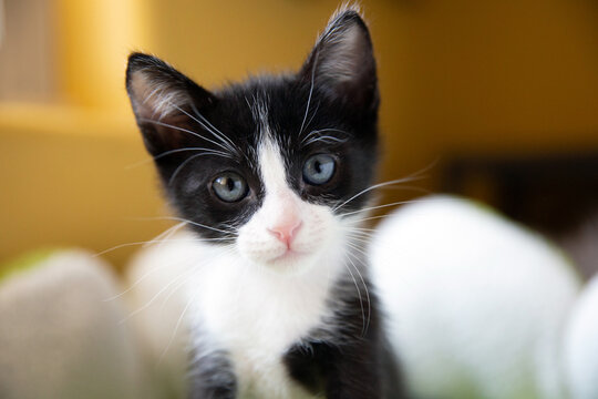 Portrait of Tuxedo Kitten