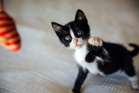 Tuxedo Kitten Playing with Mouse Toy