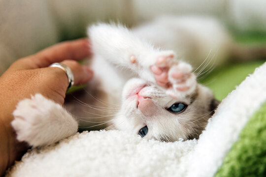 Lynx Point Kitten