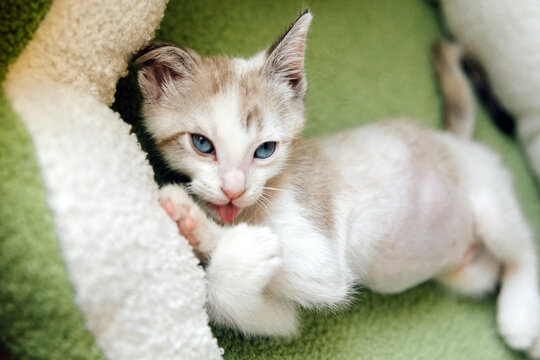 Lynx Point Kitten Grooming Herself