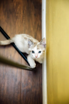 Lynx Point Kitten Looking up