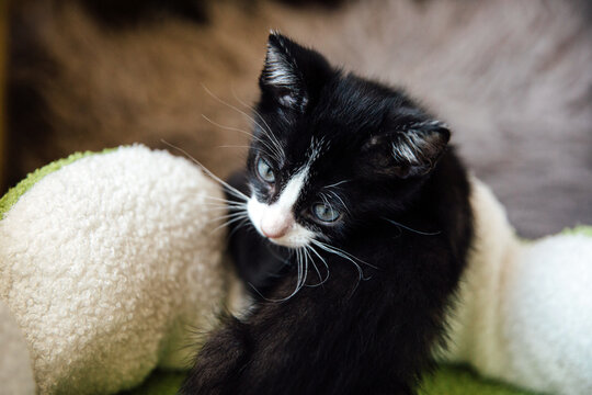 Portrait of Tuxedo Kitten