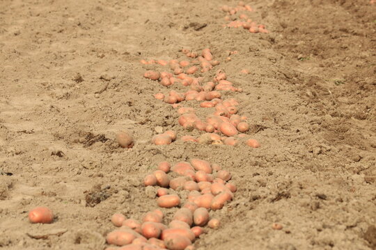 potatoes in the ground