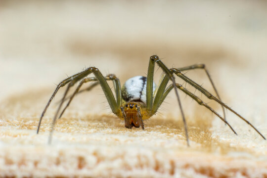 Close-up macro of Cheiracanthium punctorium or yellow sac spider on textured surface