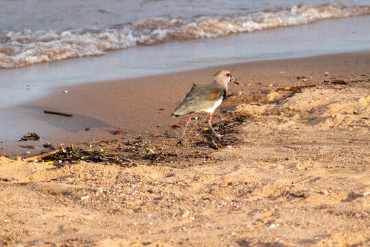 Southern lapwing (Vanellus chilensis) standing on the shore of Gua&iacute;ba Lake in Brazil