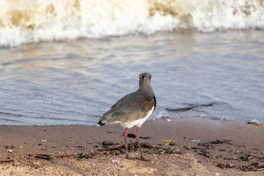 Southern lapwing (Vanellus chilensis) standing on the shore of Gua&iacute;ba Lake in Brazil
