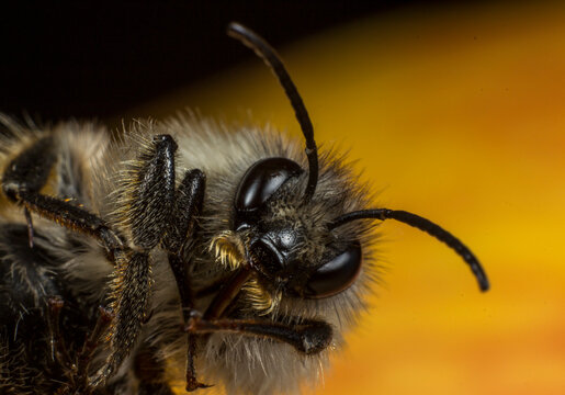 Macro close-up of Apis mellifera bee head or Detailed shot of honey bee face