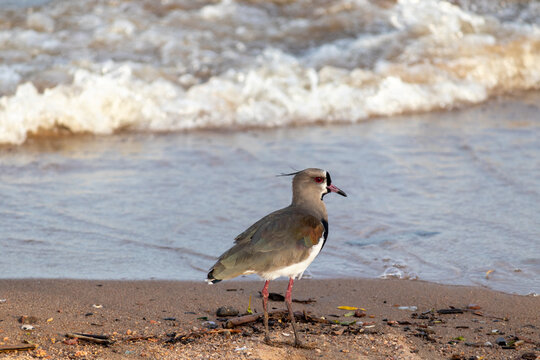 Southern lapwing (Vanellus chilensis) standing on the shore of Gua&iacute;ba Lake in Brazil	