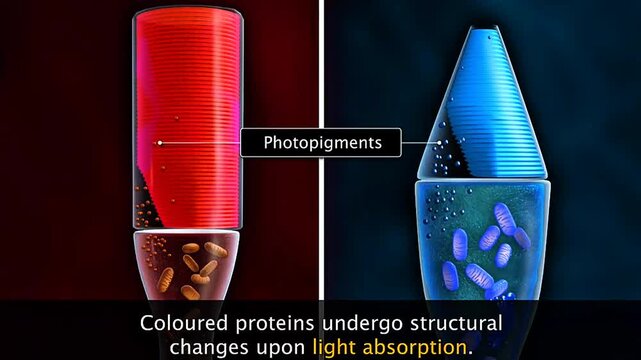 Human retinal rods and cones showing their roles in dim-light vision, color perception and fine detail.