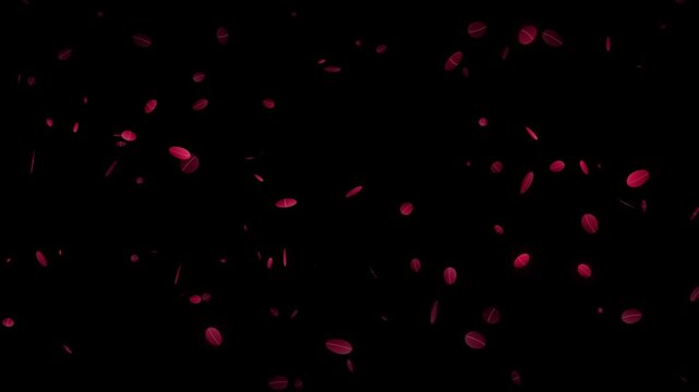 Falling red rose petals isolated on black background